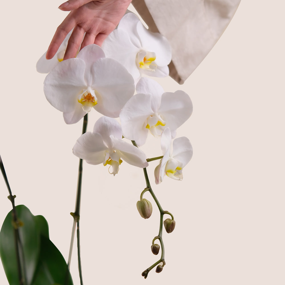 White Phalaenopsis Orchid in Green Ceramic Vase | Luxury Orchid Plant Dubai