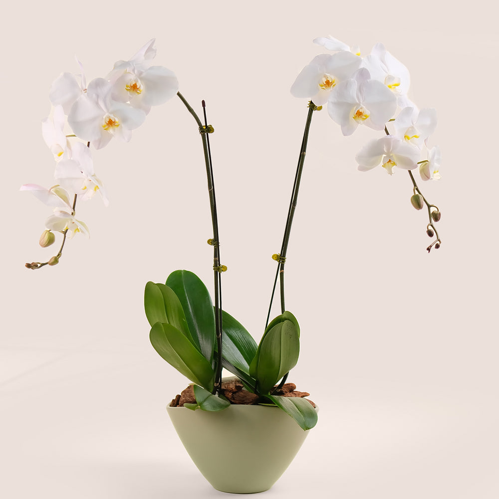 White Phalaenopsis Orchid in Green Ceramic Vase | Luxury Orchid Plant Dubai