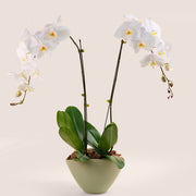 White Phalaenopsis Orchid in Green Ceramic Vase | Luxury Orchid Plant Dubai