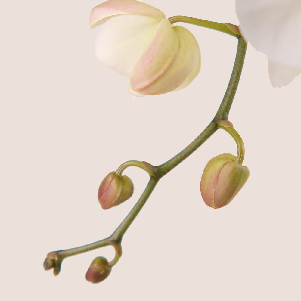 White Phalaenopsis Orchid in Green Ceramic Vase | Luxury Orchid Plant Dubai