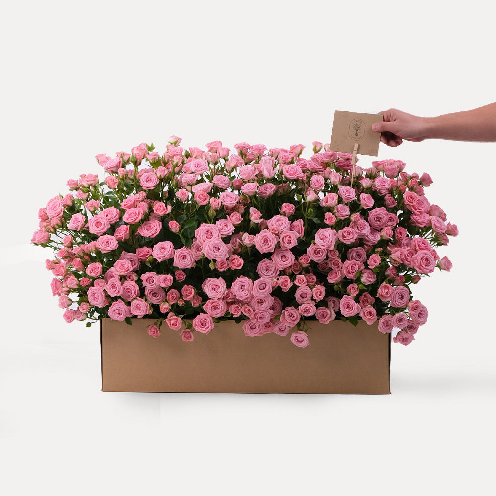 Odilla Spray Rose Flowers Garden Box