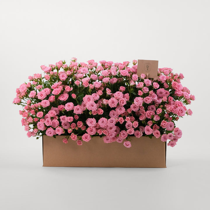 Odilla Spray Rose Flowers Garden Box
