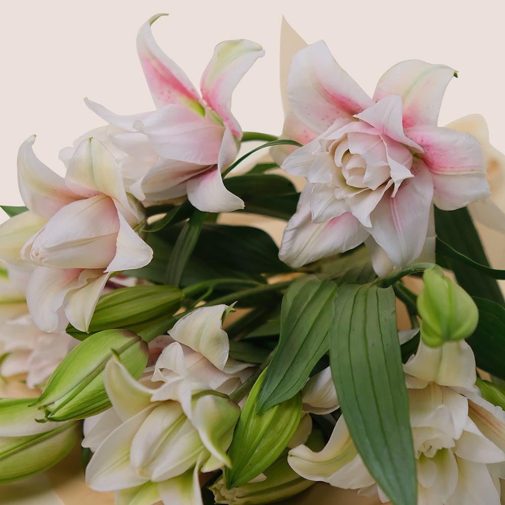 Double Petalled Lilies in TWIGS Cone-Shaped Carry Bag– Elegance in Every Petal