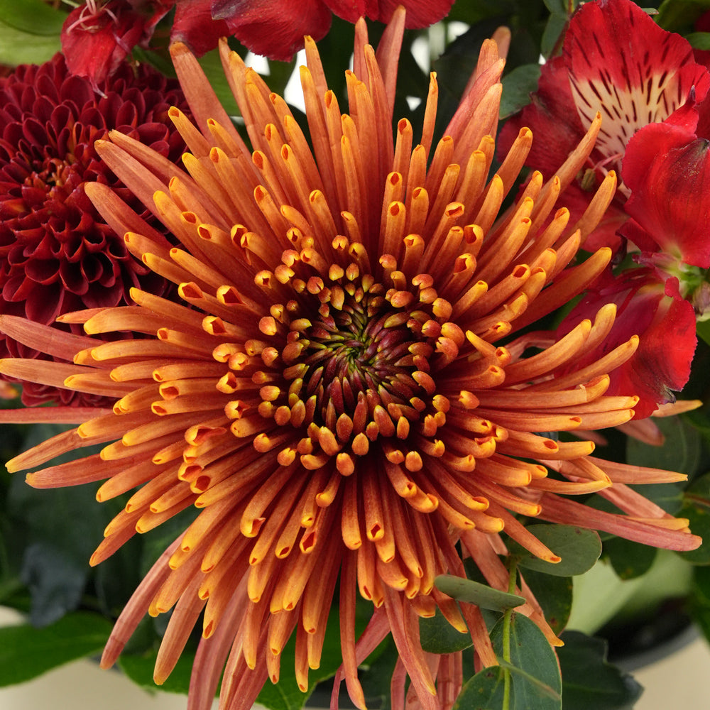 Orange Chrysanthemum Saffina