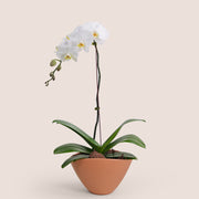 White Phalaenopsis Orchid in Orange Ceramic Vase | Elegant Plant Gift Dubai