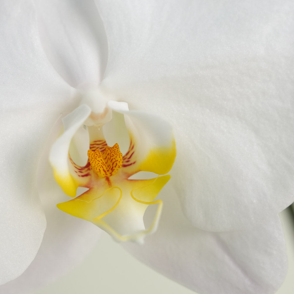 White Phalaenopsis Orchid in Orange Ceramic Vase | Elegant Plant Gift Dubai