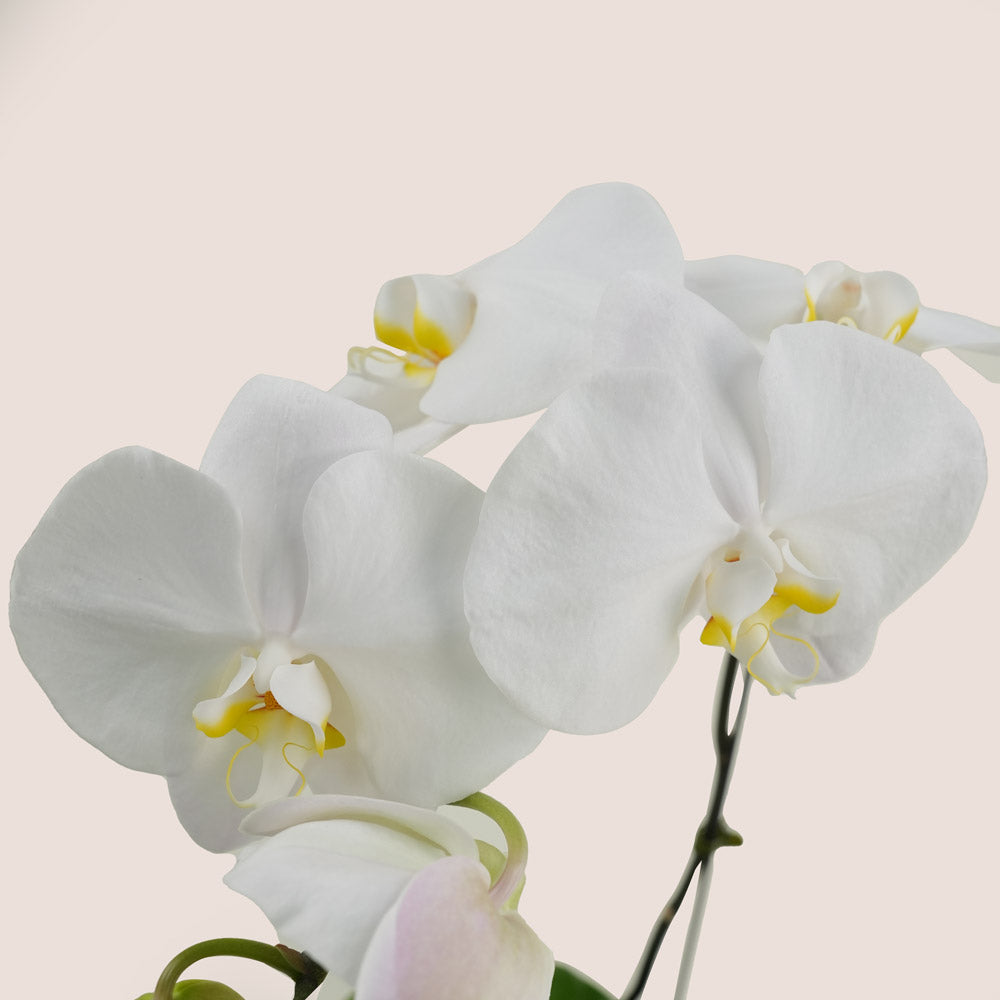 White Phalaenopsis Orchid in Orange Ceramic Vase | Elegant Plant Gift Dubai