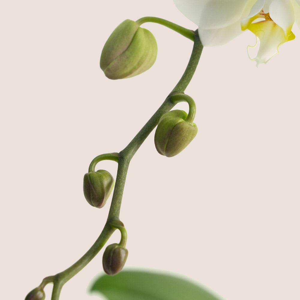 White Phalaenopsis Orchid in Orange Ceramic Vase | Elegant Plant Gift Dubai