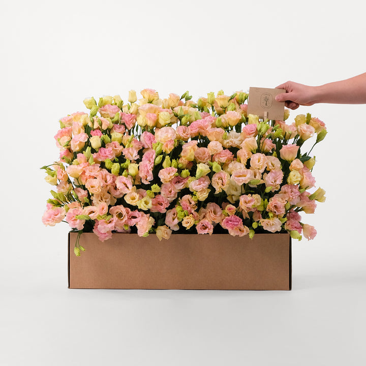 Lisianthus Peach Flowers Garden Box