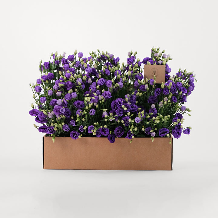 Lisianthus Purple Flowers Garden Box