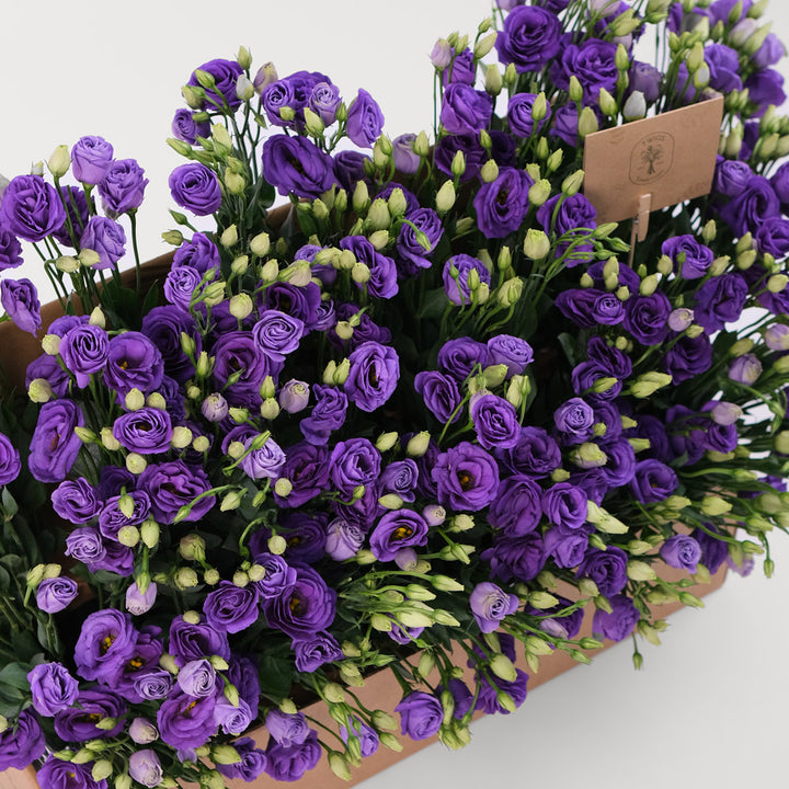 Lisianthus Purple Flowers Garden Box
