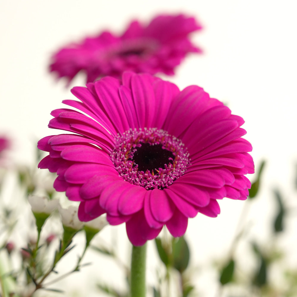 Fuchsia gerbera flower arrangement with fresh greenery in a TWIGS beige or green square box, available for same day flower delivery in Dubai when you buy flowers online.