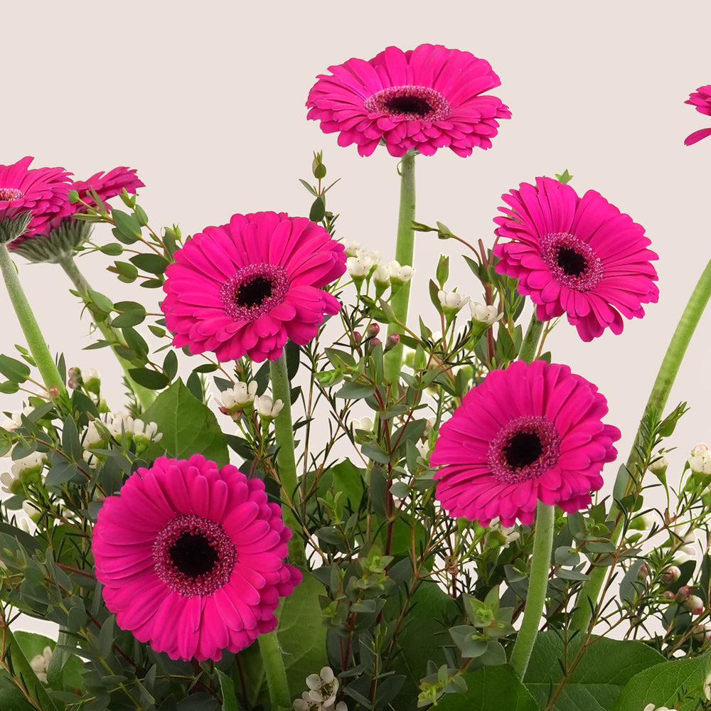 Fuchsia gerbera flower arrangement with fresh greenery in a TWIGS beige or green square box, available for same day flower delivery in Dubai when you buy flowers online.