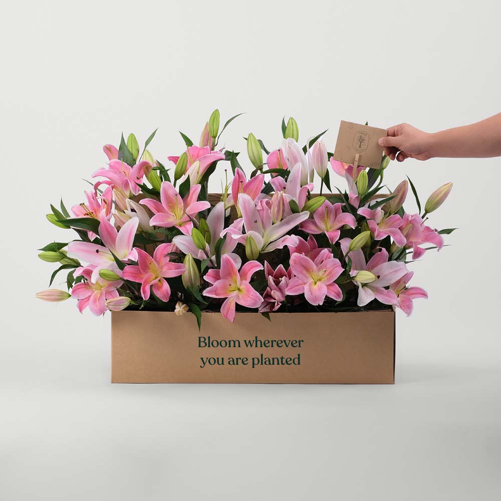 Lilies Pink Flowers Garden Box