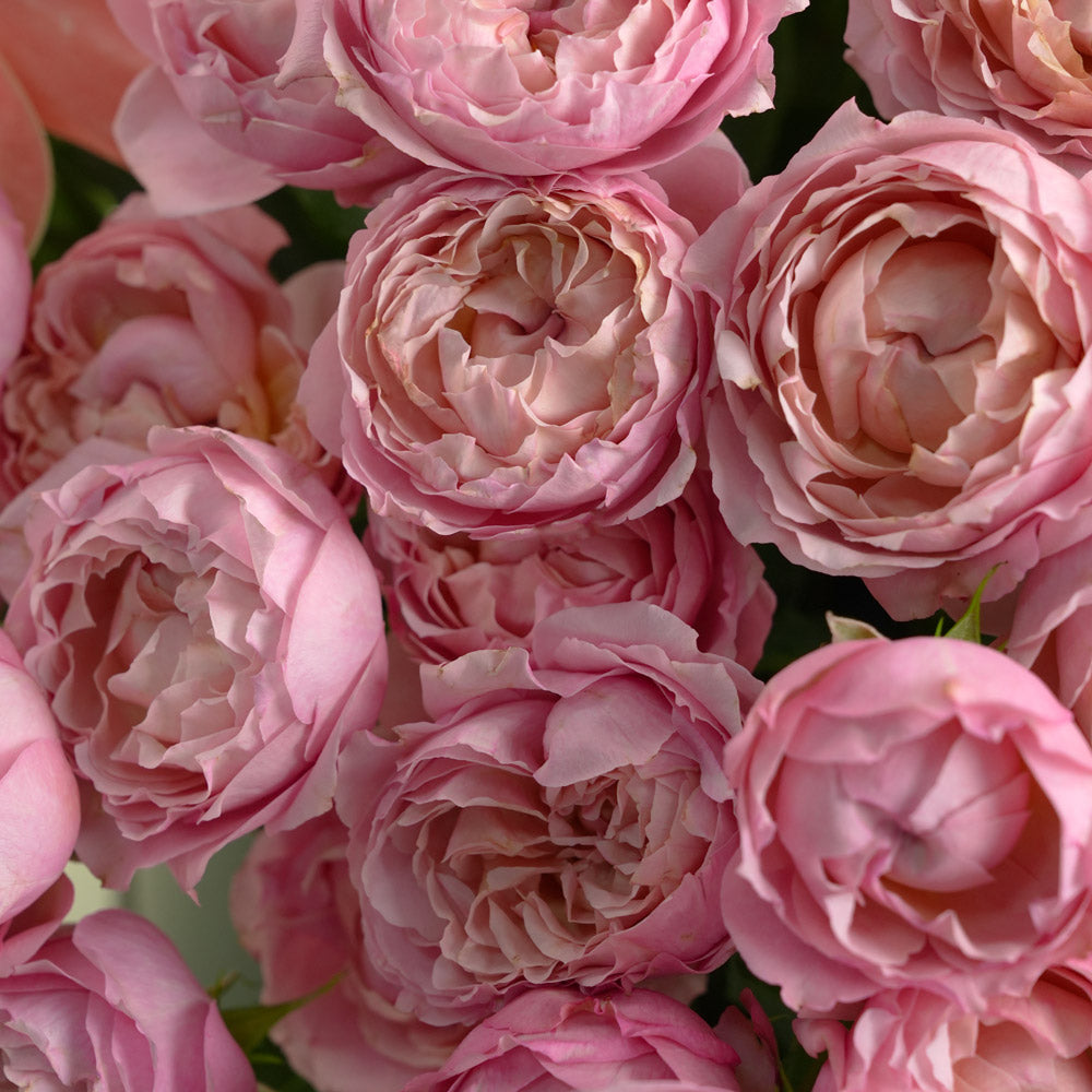Thuraya ثريا Grande Round Flower Box · Juliet Spray Roses, Quicksand Garden Roses & Peach Anthurium