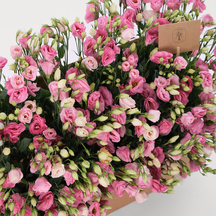 Lisianthus Pink Flowers Garden Box