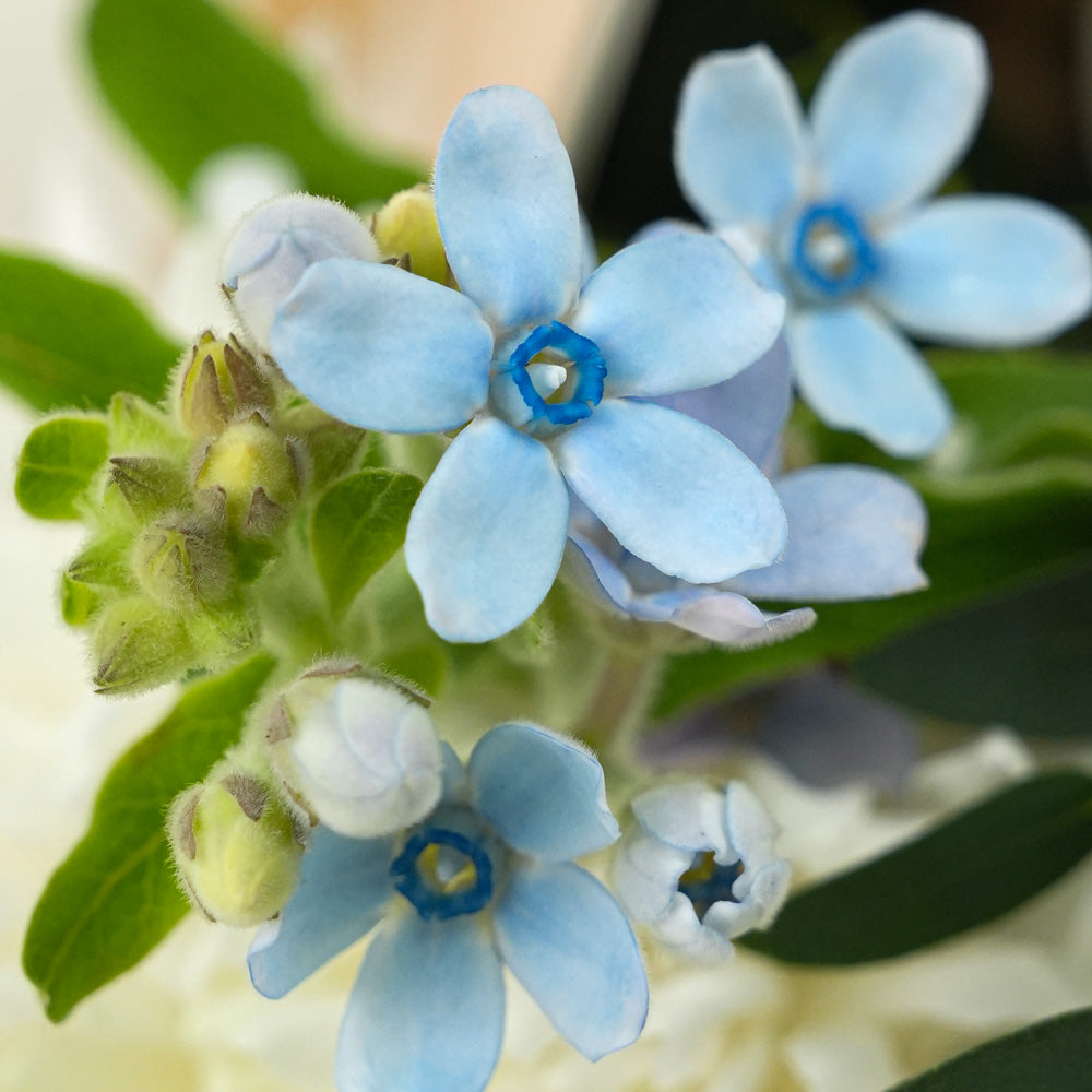 Touch of Blue Birthday Bundle | Flower Bouquet with Balloons & Cake Dubai & UAE