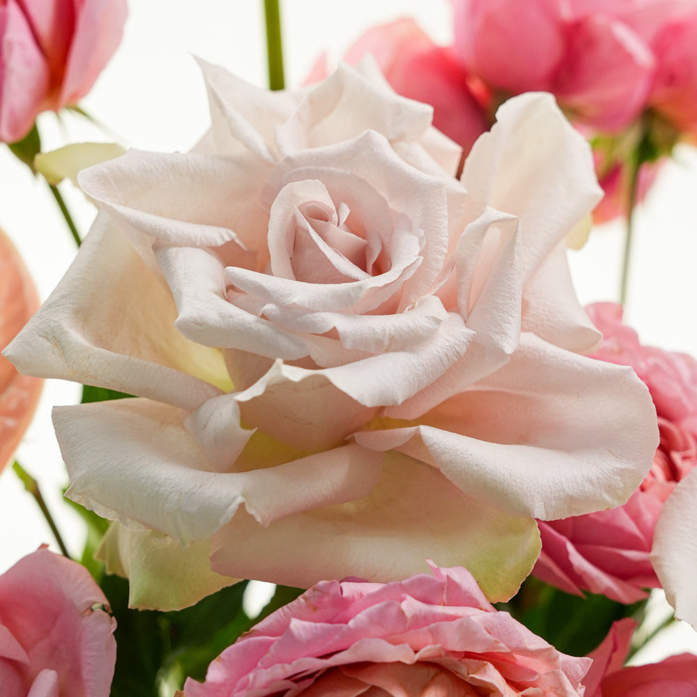 Uns أنس Premium Roses & Anthurium Ceramic Vase Arrangement