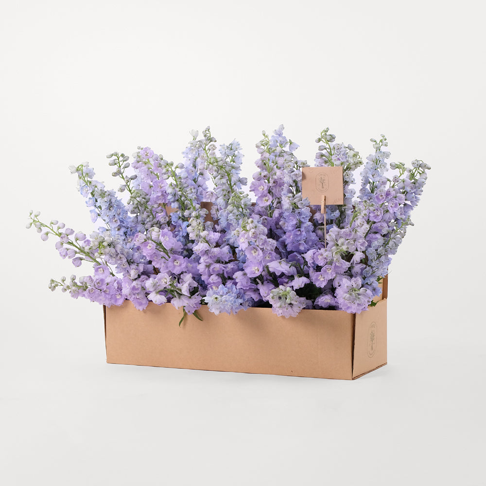 Delphinium Purple Flowers Garden Box