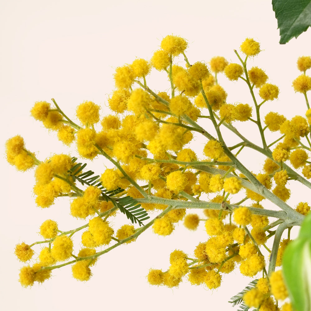 Amber Elegance Garden Box with Beige Velvet Embroidered Prayer Mat