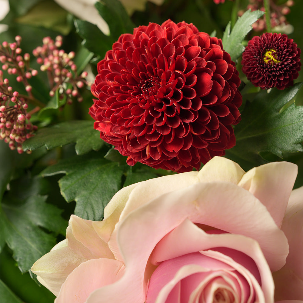 Burgundy Chrysanthemums