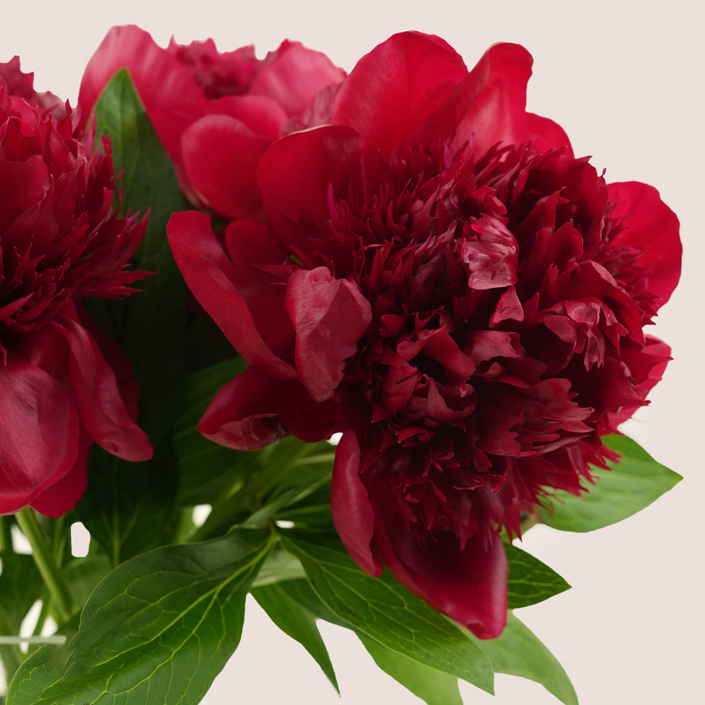 Layl ليل Burgundy Peony Vase Arrangement · Tall Glass Vase