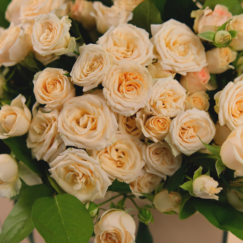 Soft Cream Spray Roses Hand Bouquet – A Touch of Elegance in a Chic Flower Gift Bag