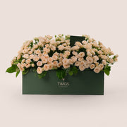 Salinero Spray Roses in Garden Box – A Generous Display of Cream Elegance