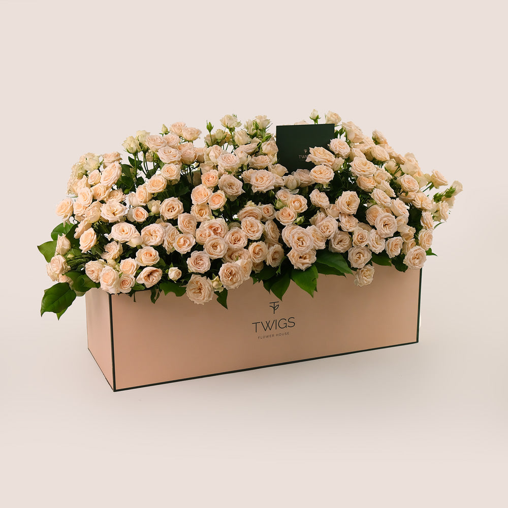 Salinero Spray Roses in Garden Box – A Generous Display of Cream Elegance