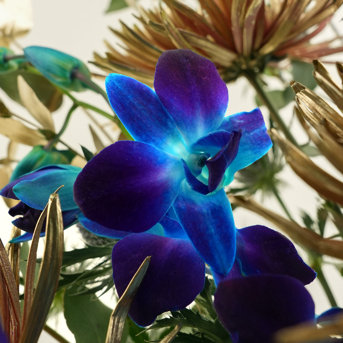 A close-up of a vivid blue and purple orchid flower in full bloom, surrounded by dried tan flowers and green foliage against a soft light background.