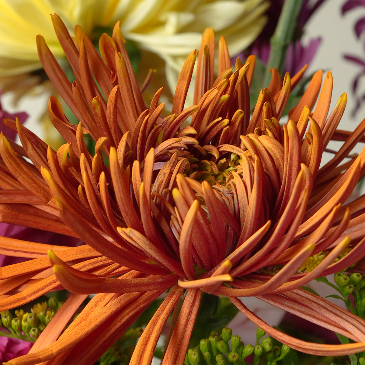 Chrysanthemum closeup