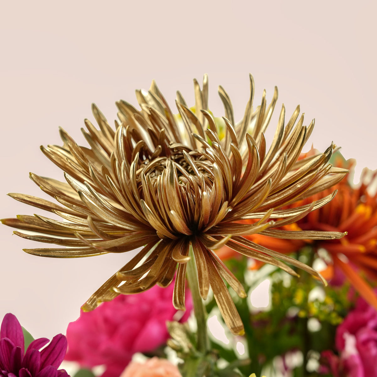 Chrysanthemum