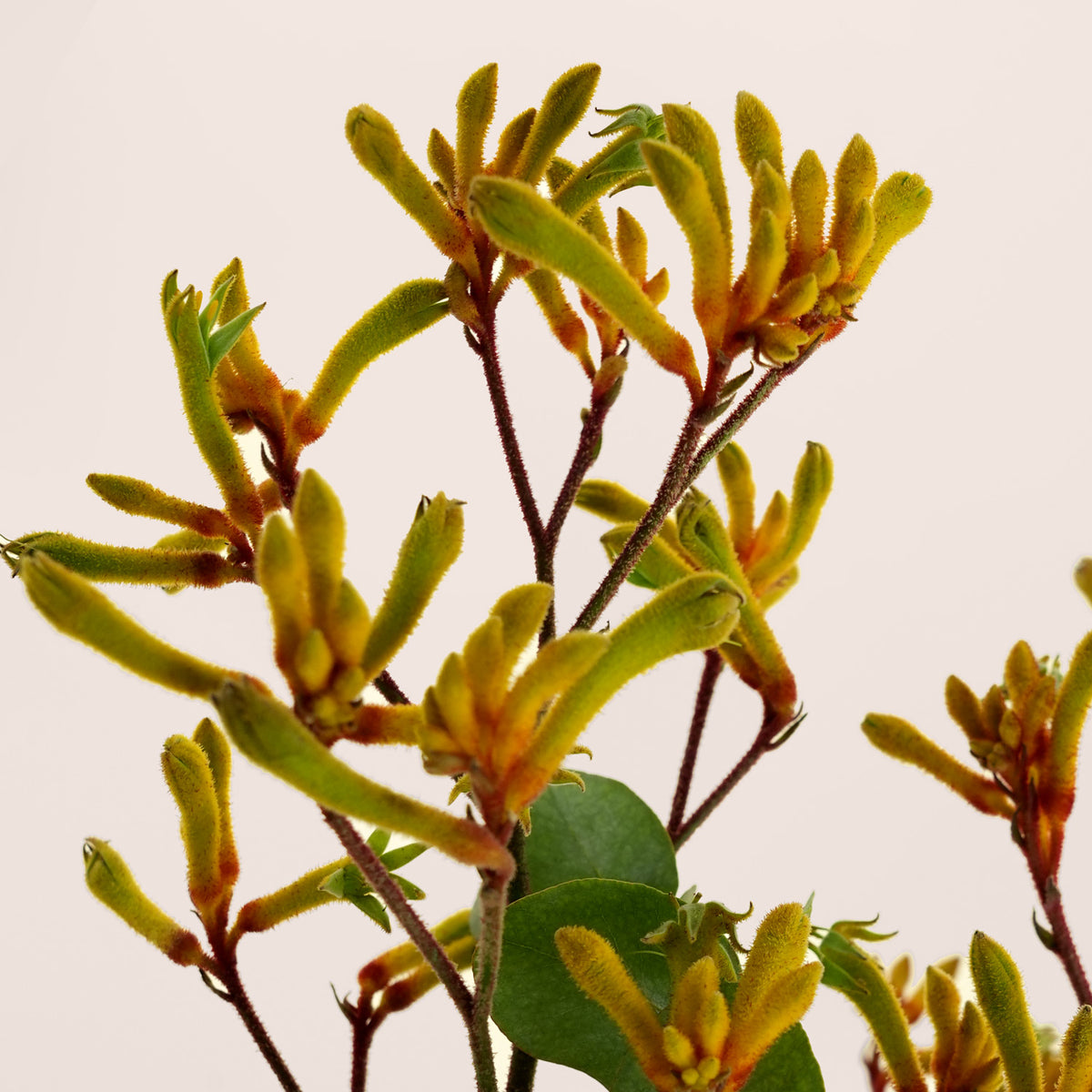 TWIGS Gold Flower Grande with Chocolate -Solara Pairing