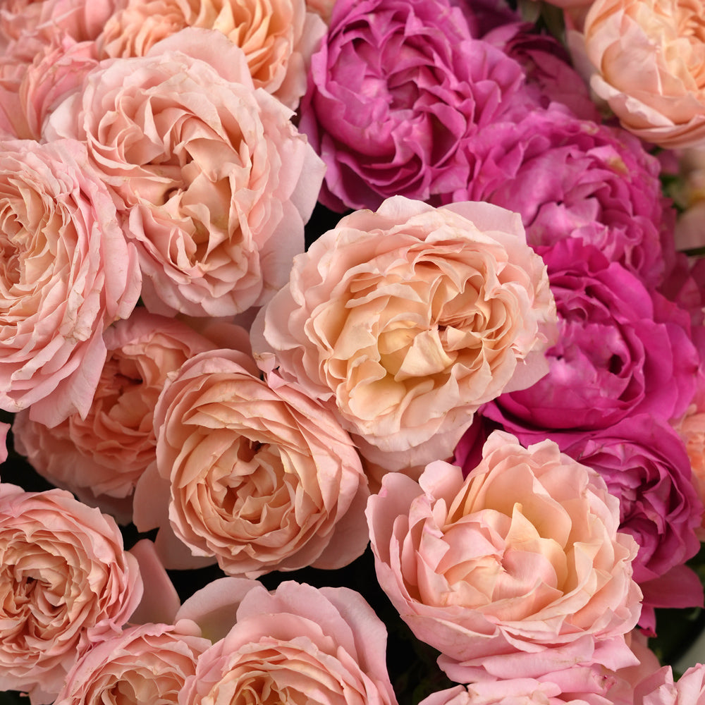 Petal Poise – Juliet Rose Grande Round Flower Box