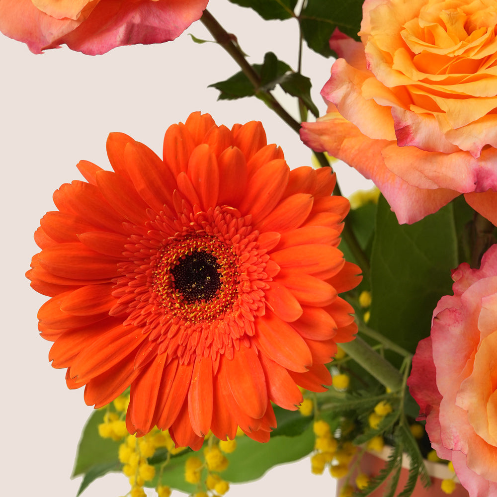 Close-up of an orange gerbera daisy with pink and peach roses on a light background