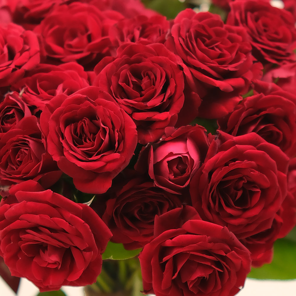 Love Grace – Pushkin Red Roses in a Vase