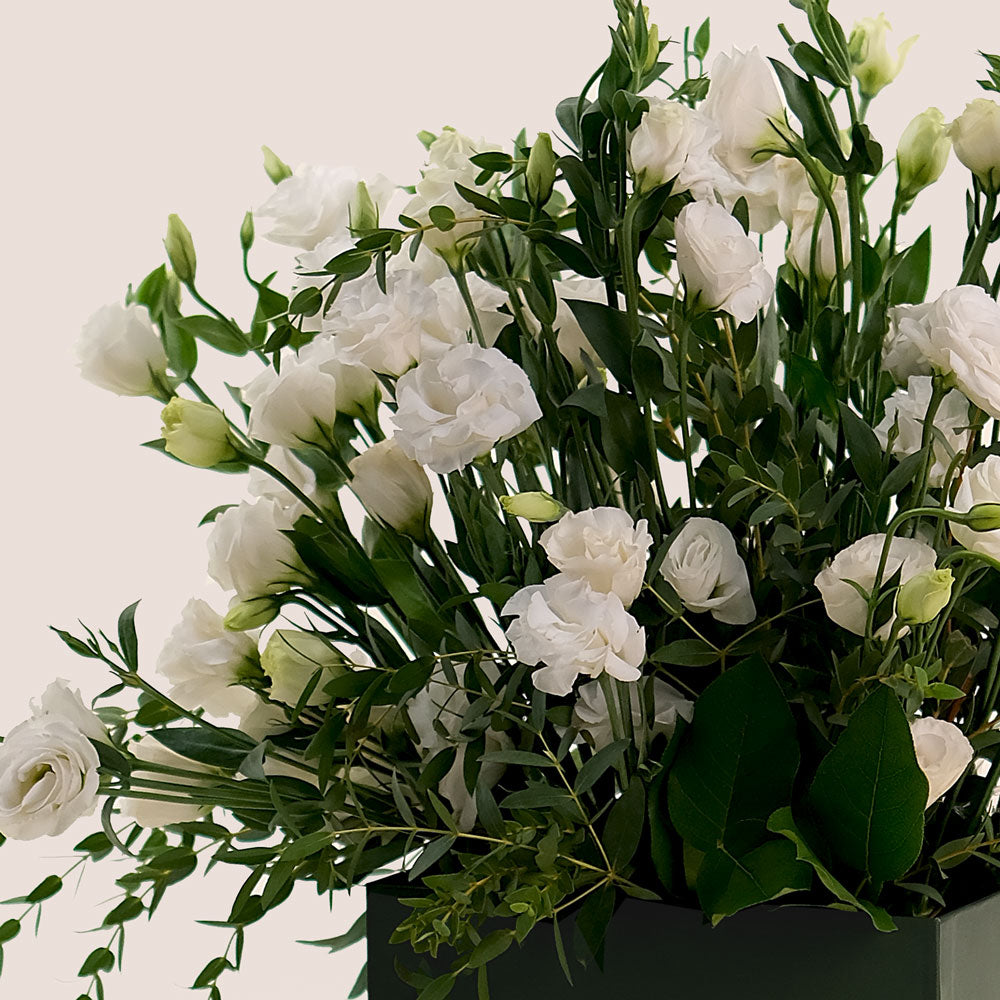 Pure Essence – White Lisianthus in TWIGS Signature Box - A Sophisticated Display of Elegance