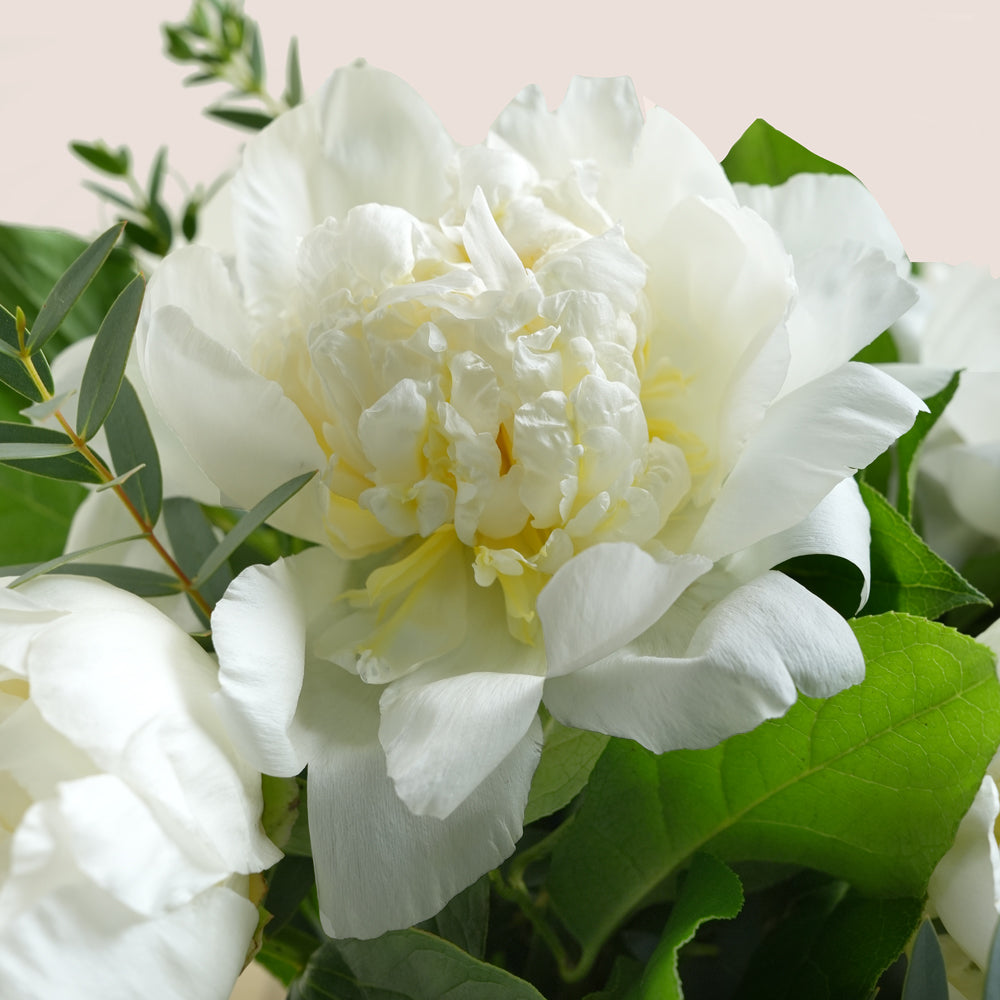 Ivory White Peonies in a Vase – Signature Carry Box by TWIGS