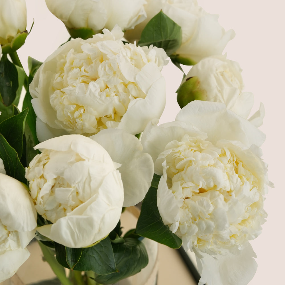 Noor نور White Peony Vase Arrangement · Tall Glass Vase