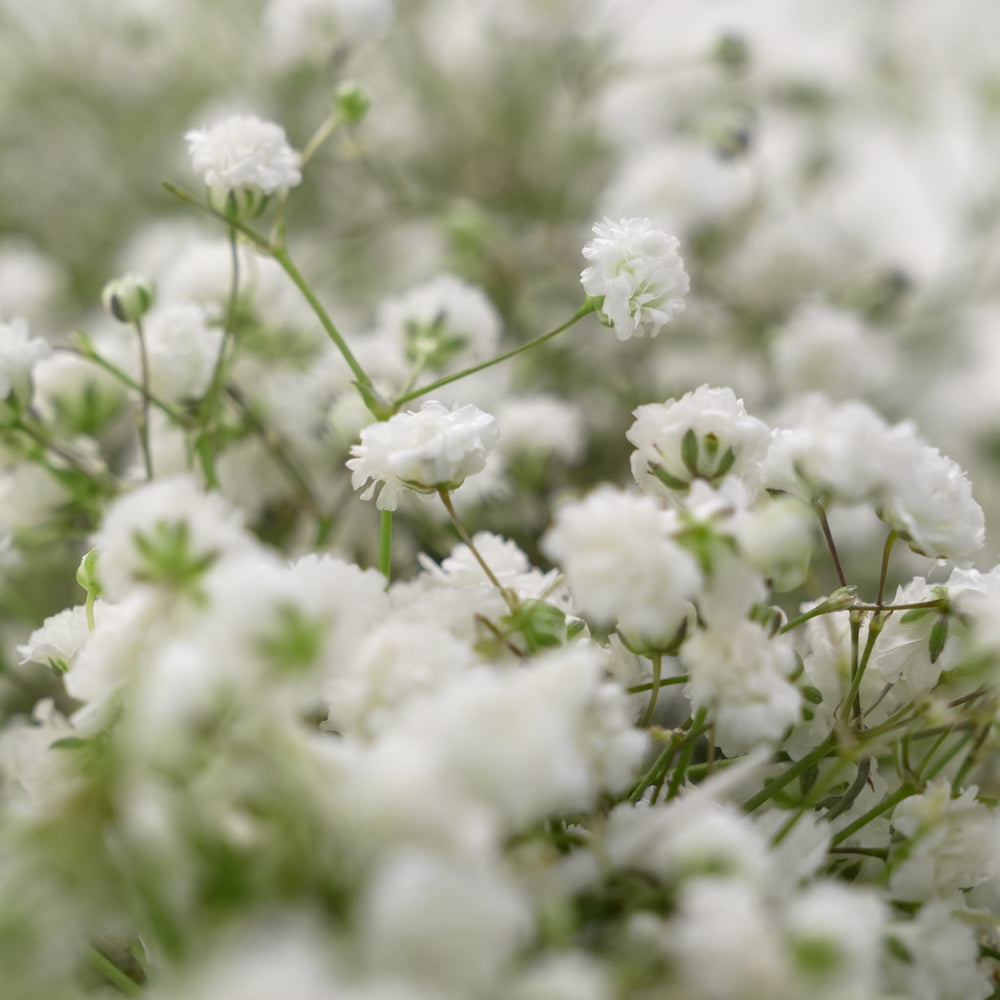 White Gypsophila New Year Wreath with Bow | New Year Décor Dubai