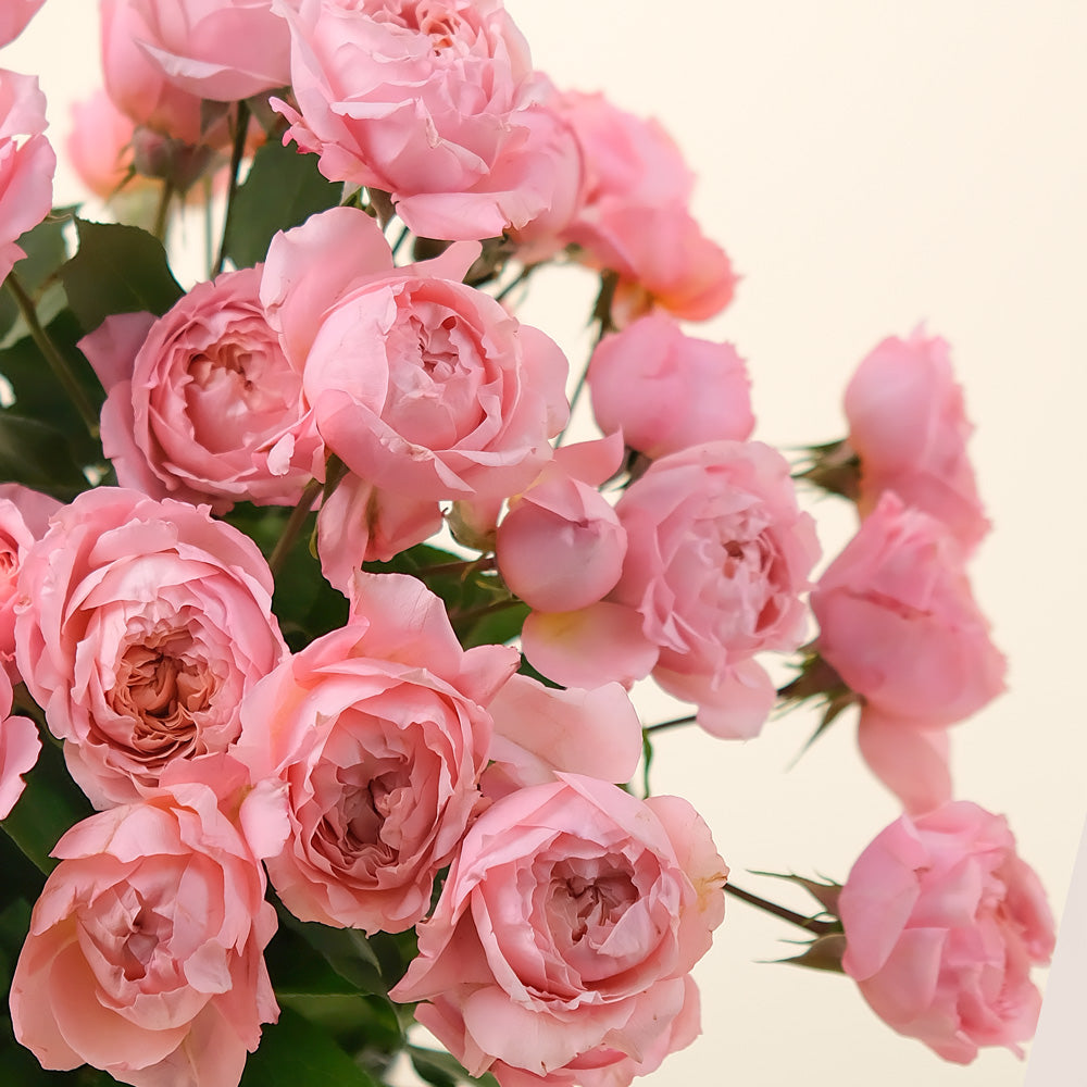 Deluxe Pink Garden Roses Flower Box – A Bouquet of Timeless Elegance