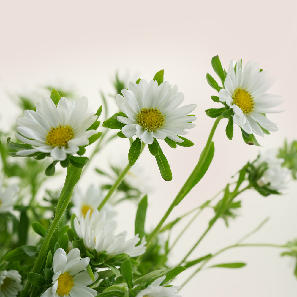 White Daisies in Glass Vase | Fresh Flower Arrangement Dubai & UAE