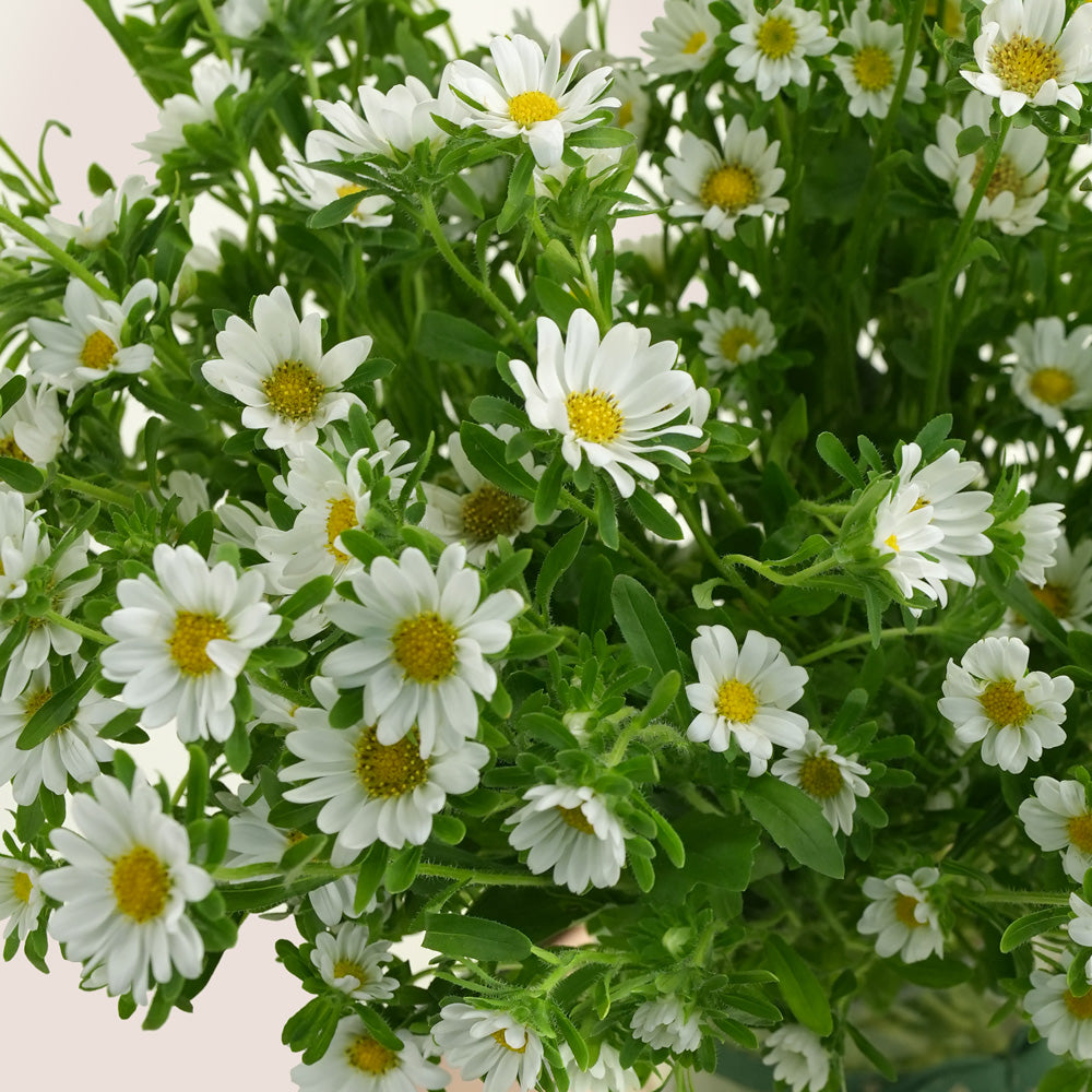 White Daisies in Tall Glass Vase | Flower Delivery Dubai & UAE