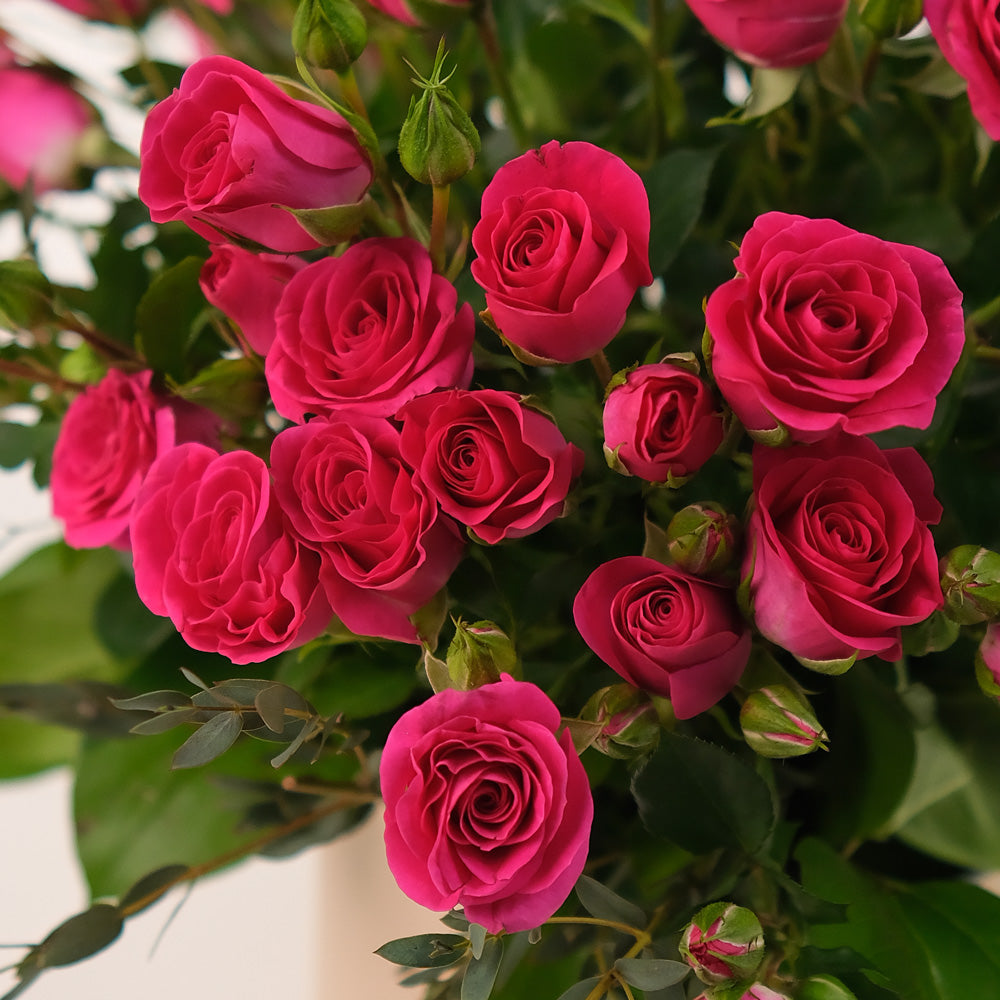 Deluxe Fuchsia Spray Roses Flower Box – A Bold and Elegant Floral Statement