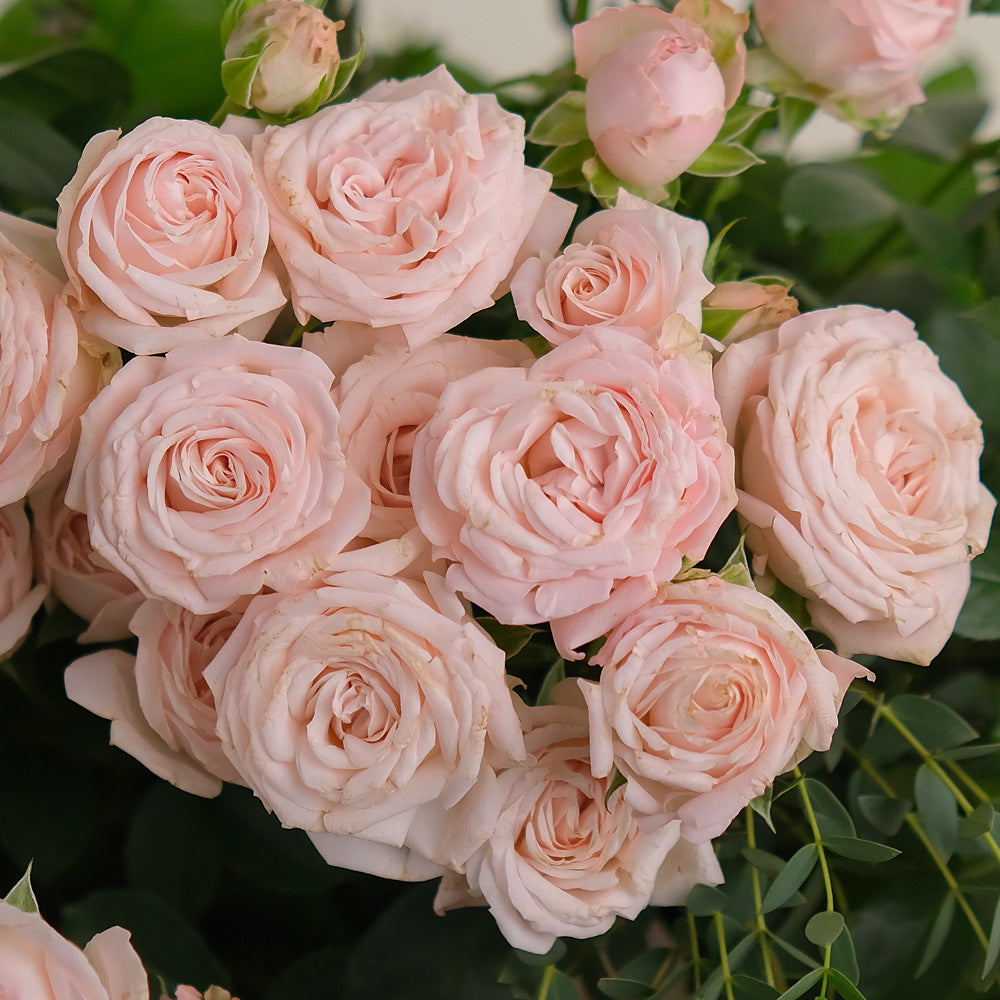 Bombastic Pink Roses – Chic Flower Box Elegance