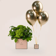 Flower Box of Green Chrysanthemums Hydrangea Flowers & Balloons Bundle – A Refreshing Gift of Elegance and Celebration