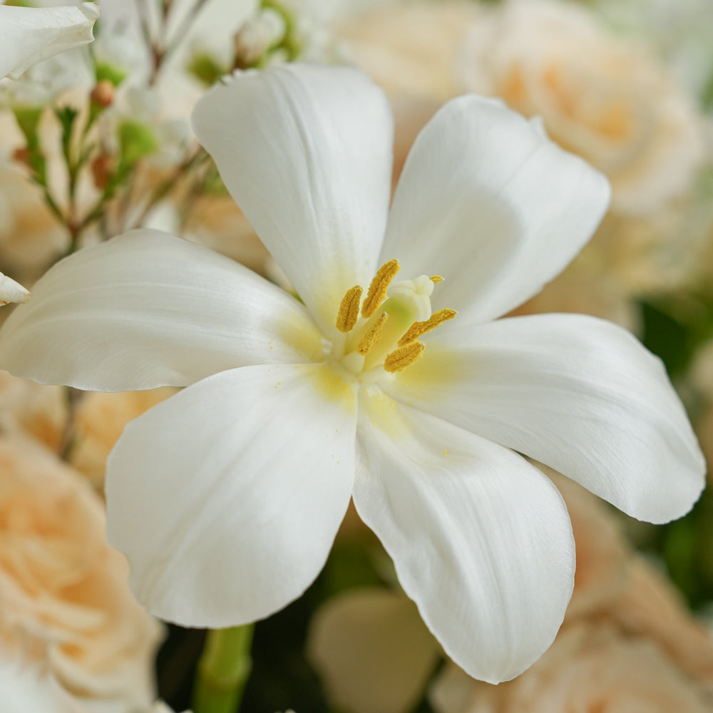 A close-up of a white tulip flower with yellow stamens, surrounded by softly blurred cream and peach flowers and green foliage.