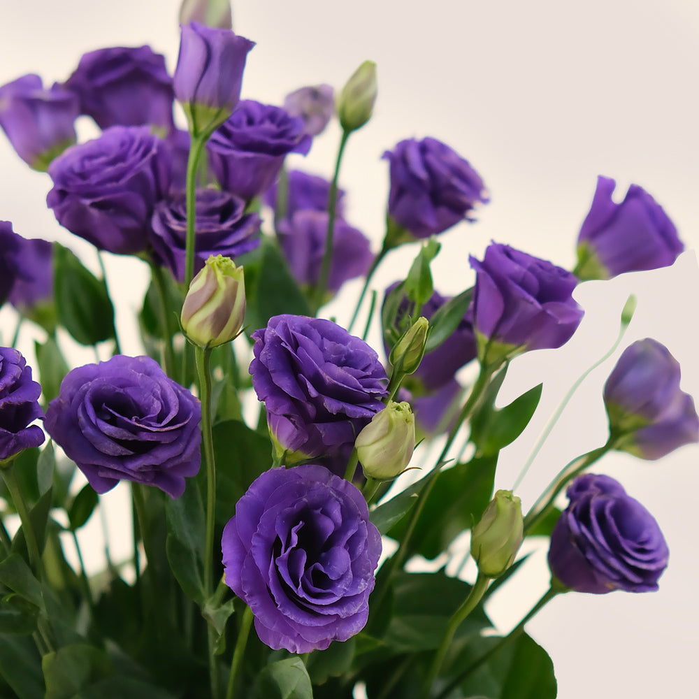 Deluxe Purple Lisianthus Flowers Round Box – A Majestic Display