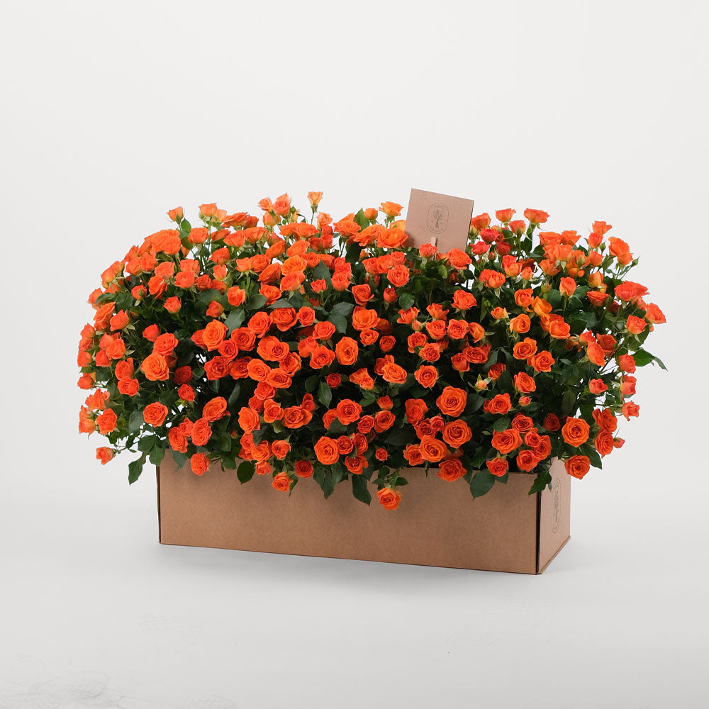 Orange Spray Rose Flowers Garden Box