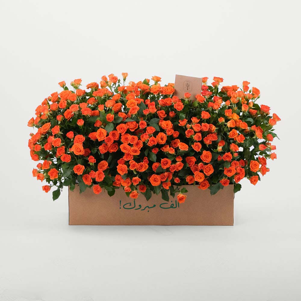 Orange Spray Rose Flowers Garden Box